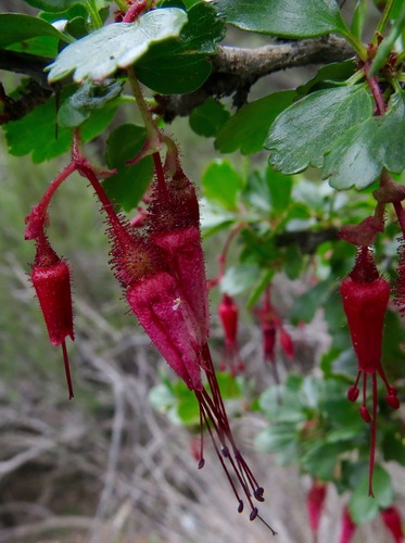 iNaturalist observation photo of Fuchsiaflower Gooseberry