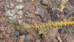 Crassula perforata perforata