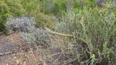 Crassula perforata perforata