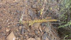 Crassula perforata perforata