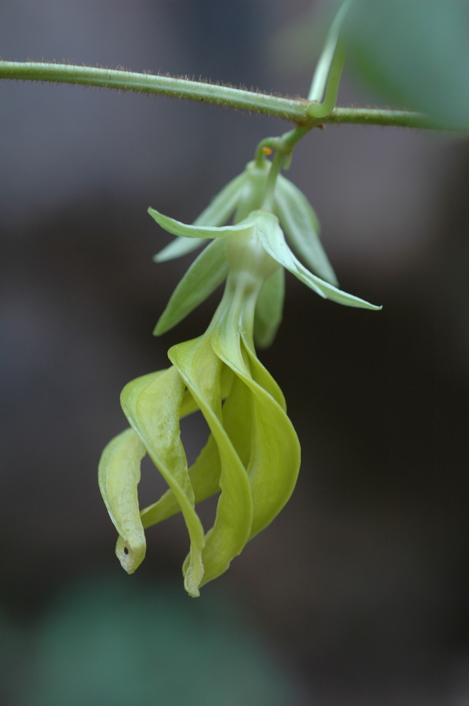 Gonolobus spiranthus