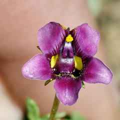 Diascia capensis