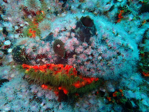 Ascidia caudata