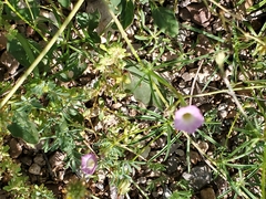 Ipomoea costellata