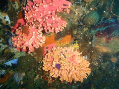 Stylaster nobilis