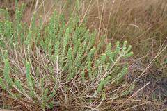 Aspalathus chortophila