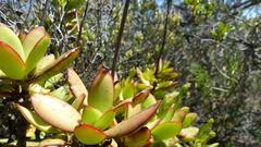 Crassula cultrata