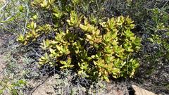 Crassula cultrata