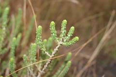 Aspalathus chortophila