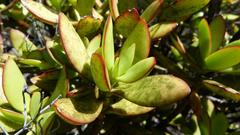 Crassula cultrata