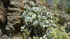 Crassula arborescens