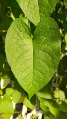 Antigonon leptopus