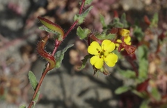 Camissoniopsis lewisii
