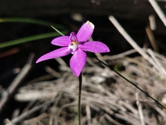 Glossodia