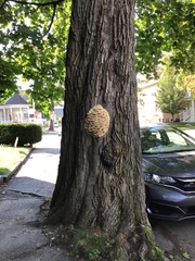 Climacodon septentrionalis