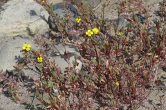 Camissoniopsis lewisii