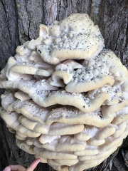 Climacodon septentrionalis