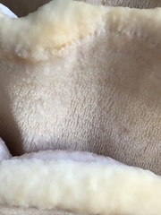 Climacodon septentrionalis