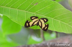 Baeotis zonata zonata