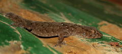 Chondrodactylus turneri