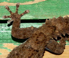 Chondrodactylus turneri
