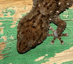 Chondrodactylus turneri