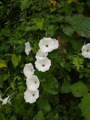 Ipomoea scopulorum