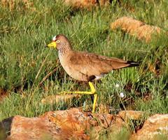 Vanellus senegallus lateralis