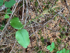Neottia banksiana