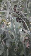 Cussonia paniculata sinuata