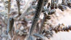 Crassula muscosa muscosa
