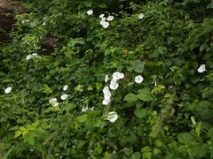 Ipomoea scopulorum