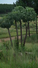 Cussonia paniculata sinuata