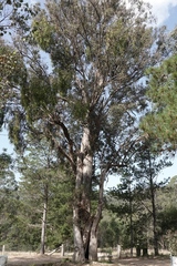 Eucalyptus baueriana