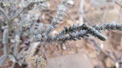 Crassula muscosa muscosa