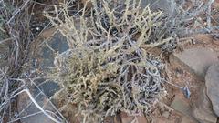Crassula muscosa muscosa