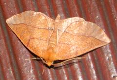 Drepanogynis rufaria