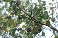 Eucalyptus baueriana