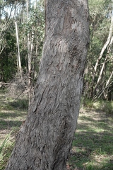 Eucalyptus baueriana