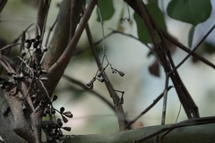 Eucalyptus baueriana