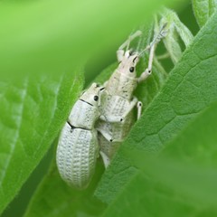 Compsus auricephalus