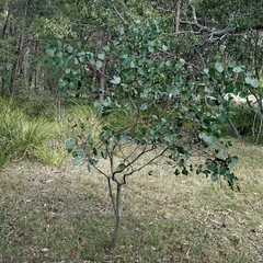 Eucalyptus baueriana