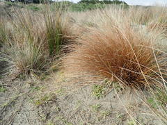 Carex testacea