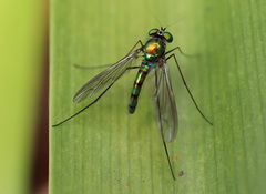 Chrysosoma leucopogon