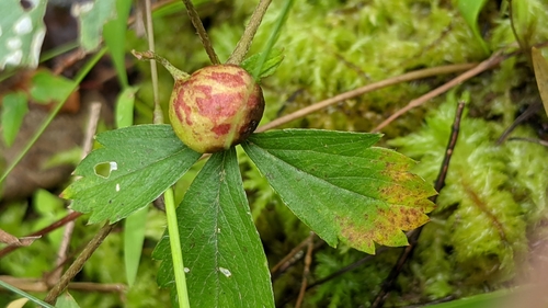 Cinquefoil bud gall wasp photo 3
