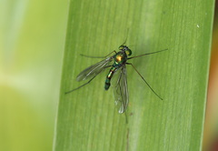 Chrysosoma leucopogon