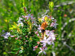 Agathosma ovata