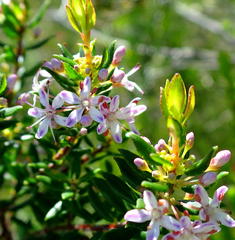 Agathosma ovata