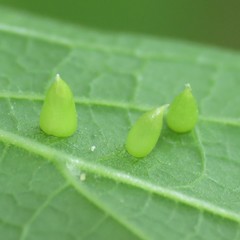 Celticecis spiniformis