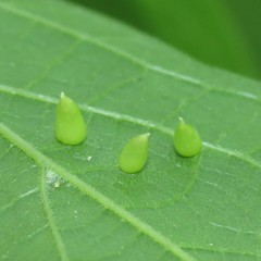 Celticecis spiniformis